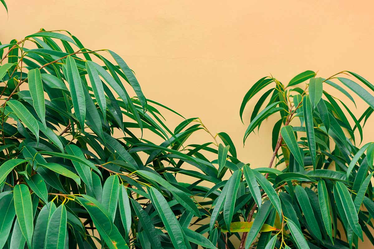 A horizontal close-up of the deep green leaves of Ficus maclellandi \'Alii\' growing in front of a yellow brown stucco wall.