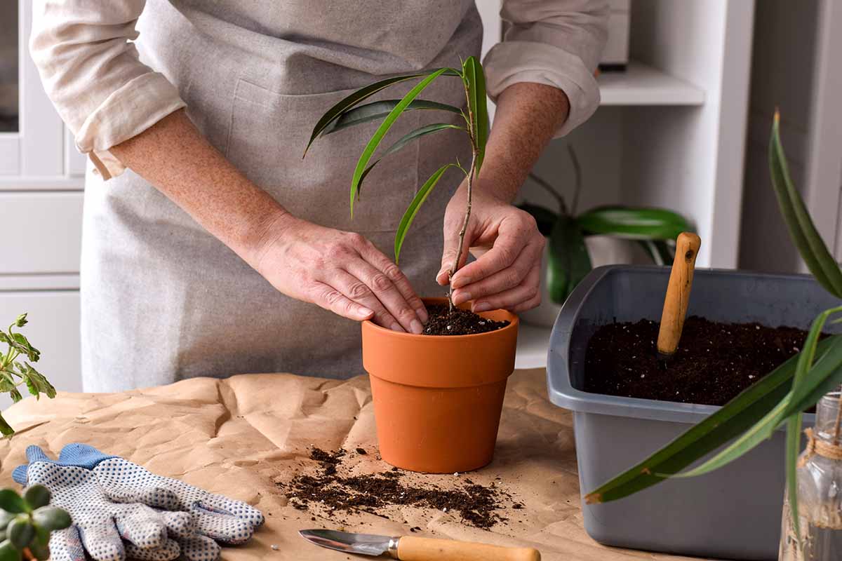 A horizontal image of a woman planting a fresh Ficus maclellandii cutting into a brown terracotta pot indoors. She\'s indoors, surrounded by indoor gardening paraphernalia.