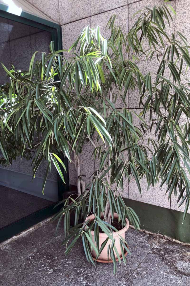 A vertical shot of a sprawling Ficus maclellandii plant growing from a pinkish white pot placed in the corner of a building outdoors.