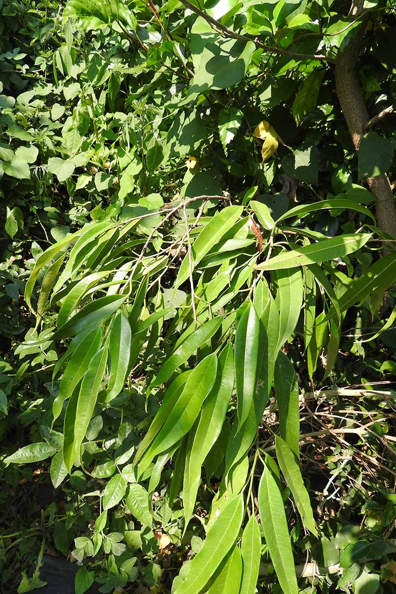 A vertical shot of a Ficus maclellandii growing wild in a sunny outdoor setting, with its branches of green foliage hanging downwards.