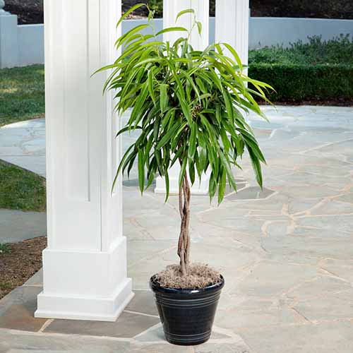 A square shot of a banana leaf fig sitting on an outdoor stone patio next to white square columns.