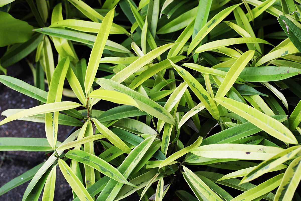 A horizontal overhead shot of a variegated banana leaf fig (Ficus maclellandii) growing indoors.