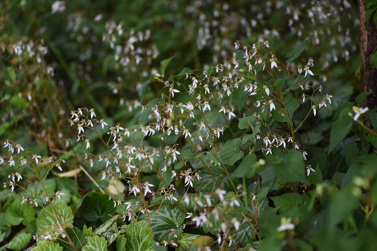 A horizontal shot of a shaded outdoor mass of Saxifraga stolonifera plants blooming with clusters of delicate pinkish white flowers.