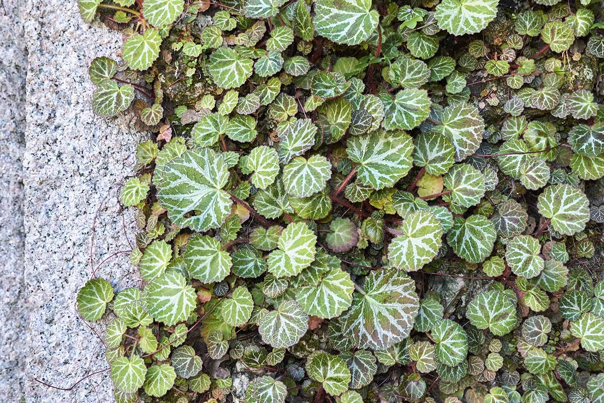A vertical overhead shot of a colony of strawberry geraniums growing to the right of gray hardscape outdoors.
