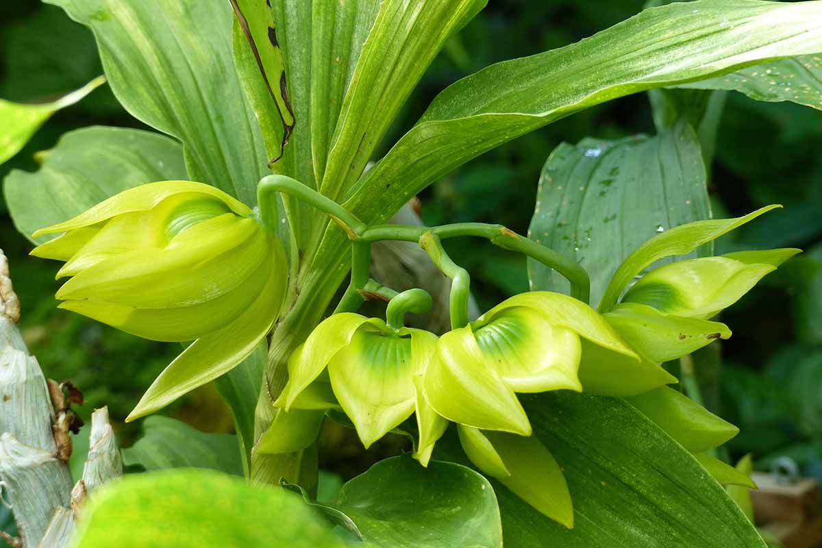 A close up horizontal image of a Cycnoches orchids with green flowers.