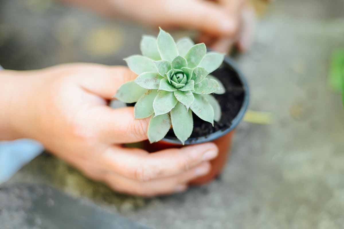 A close up horizontal image of a gardener\'s hands removing a small succulent plant from its pot for transplanting out into the garden.