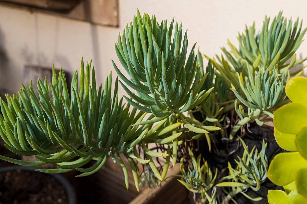 A close up horizontal image of Dudleya edulis, aka fingertips, a succulent plant native to the Pacific Northwest, growing in pots outdoors.