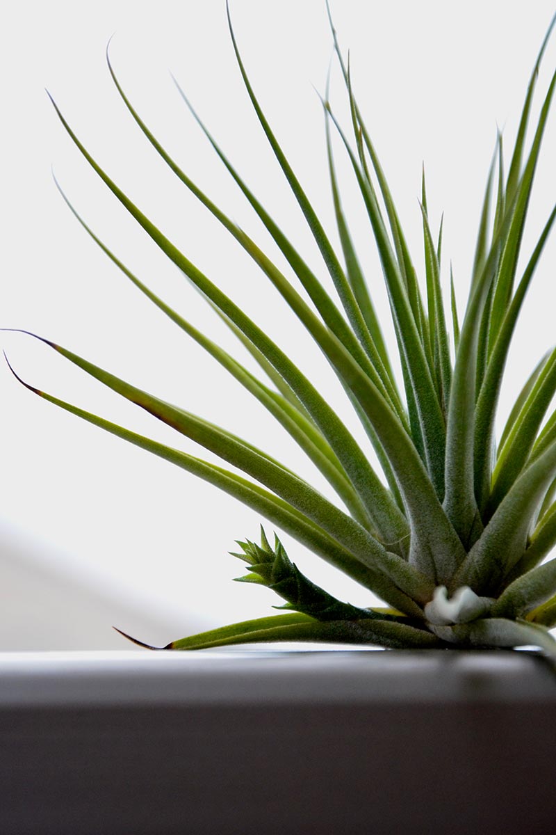 A close up vertical image of a Tillandsia plant putting out an offshoot, pictured on a gray soft focus background.
