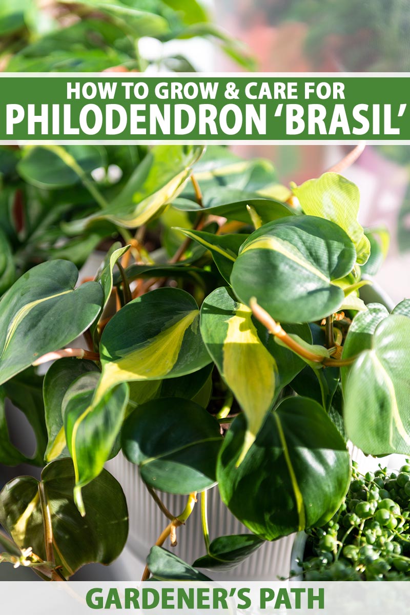 A close up vertical image of a philodendron \'Brasil\' with variegated foliage growing in a large pot indoors pictured on a soft focus background. To the top and bottom of the frame is green and white printed text.