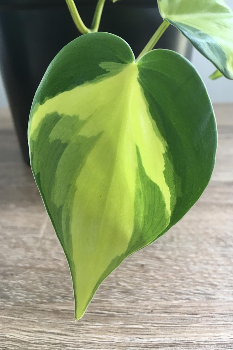 A close up vertical image of a philodendron \'Brasil\' leaf with a black pot set on a wooden surface in the background.