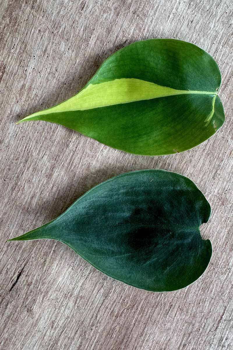 A close up vertical image of two leaves, the top one being a variegated \'Brasil\' and the bottom from a micans philodendron.