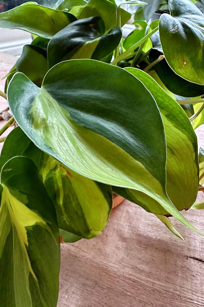 A close up vertical image of the variegated foliage of a philodendron \'Brasil\' growing in a pot set on a wooden surface.