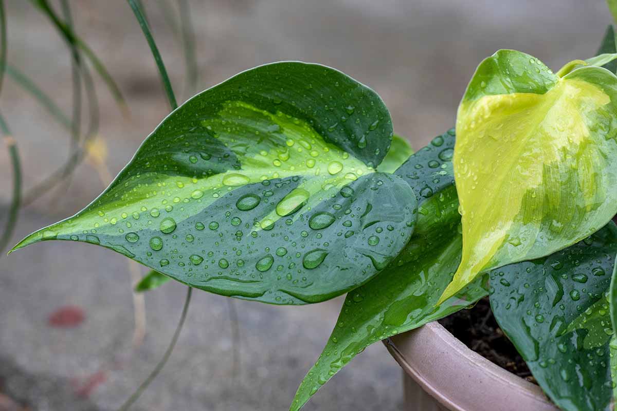 A close up horizontal image of the foliage of a philodendron \'Brasil\' covered in droplets of water.