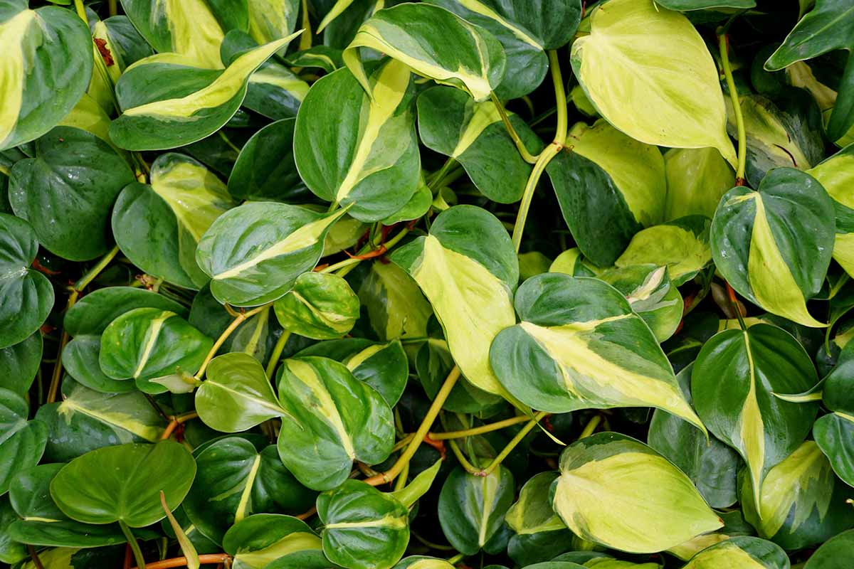 A close up horizontal image of the variegated, heart-shaped foliage of philodendron \'Brasil\' growing indoors.