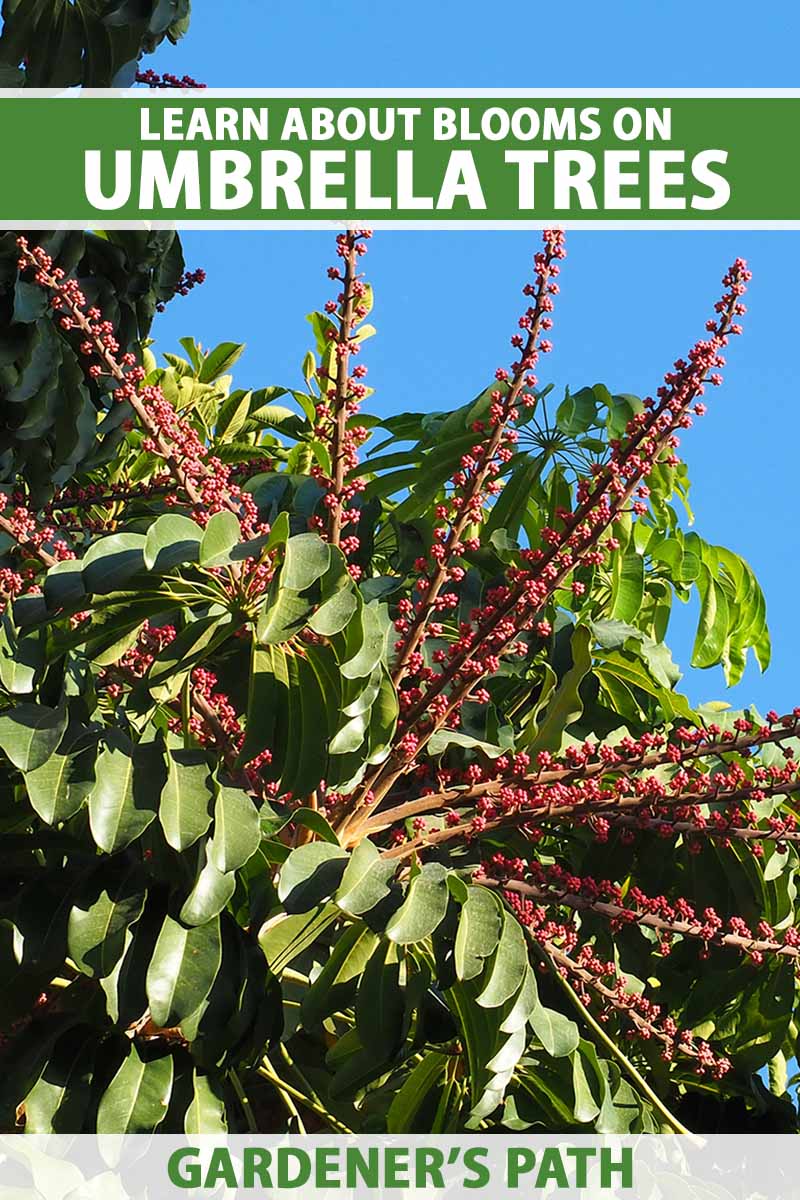 A vertical photo of a Schefflera umbrella plant in bloom with red spiky flowers. Green and white text run across the center and bottom of the frame.