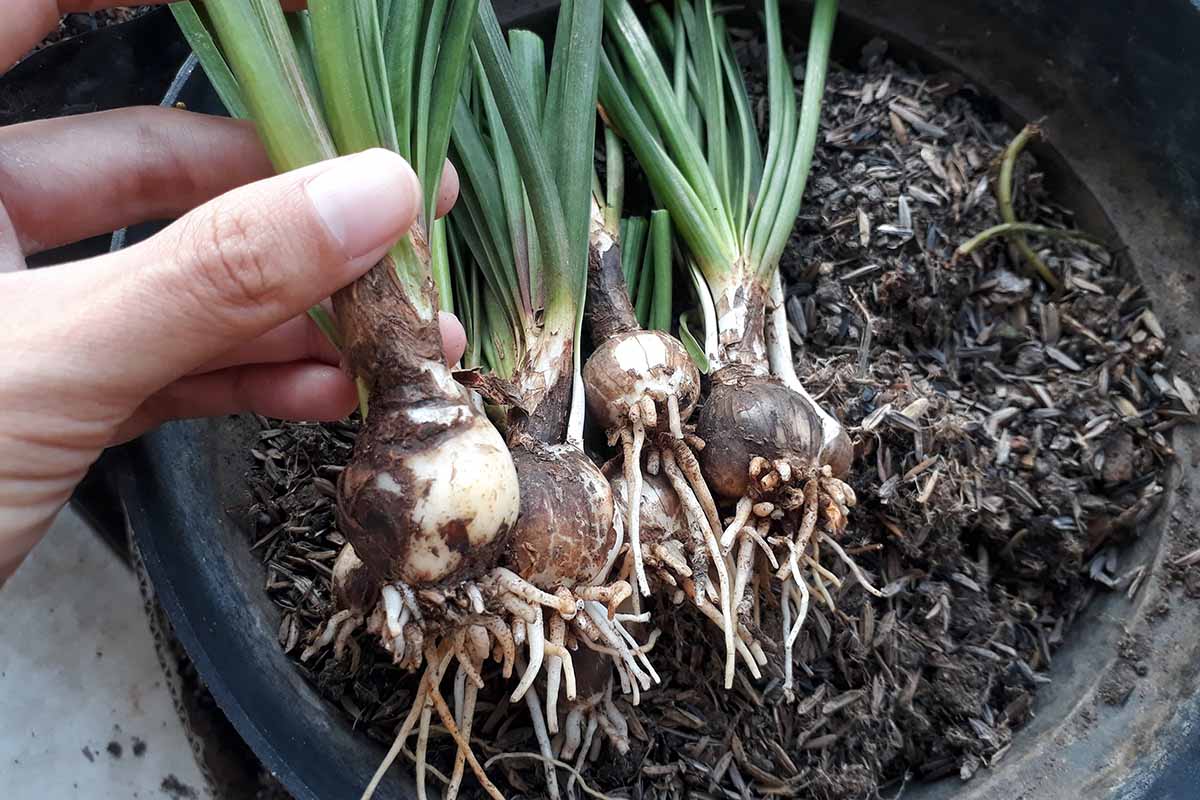 A horizontal close up photo of a gardener\'s hand holding some flowering bulbs with roots and shoots growing out of the bulbs.