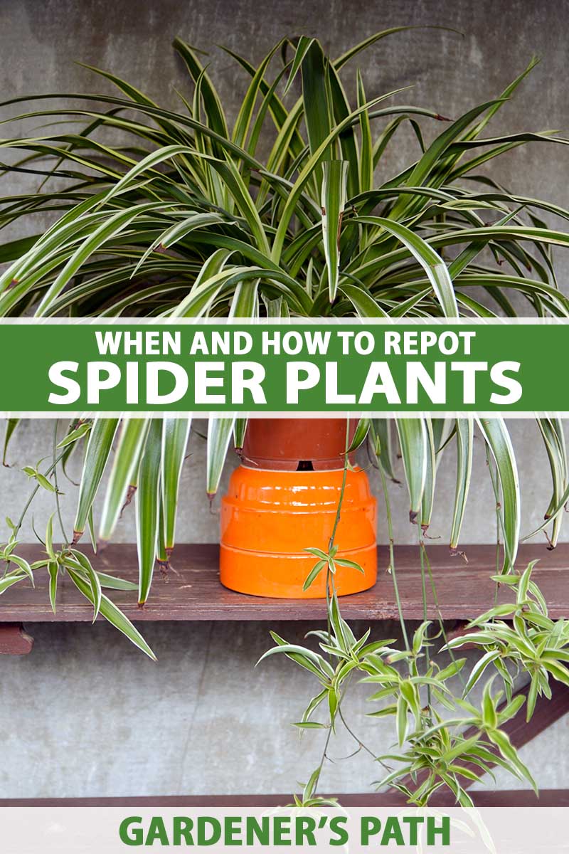 A vertical shot of a large spider plant in an orange pot sitting on a wooden shelf. Green and white text run through the center and along the bottom of the frame.
