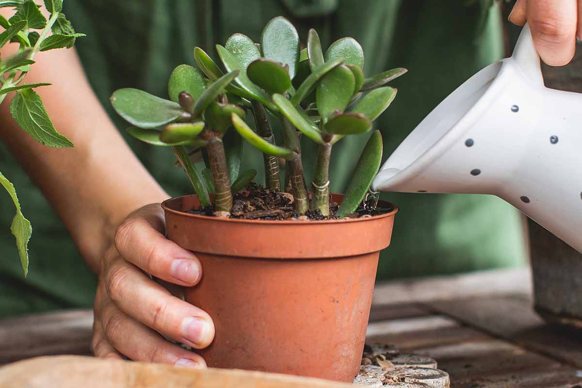 A horizontal shot of a woman gardener irrigating a jade plant potted in a nursery pot sitting on a wooden table with a white enamel pitcher.