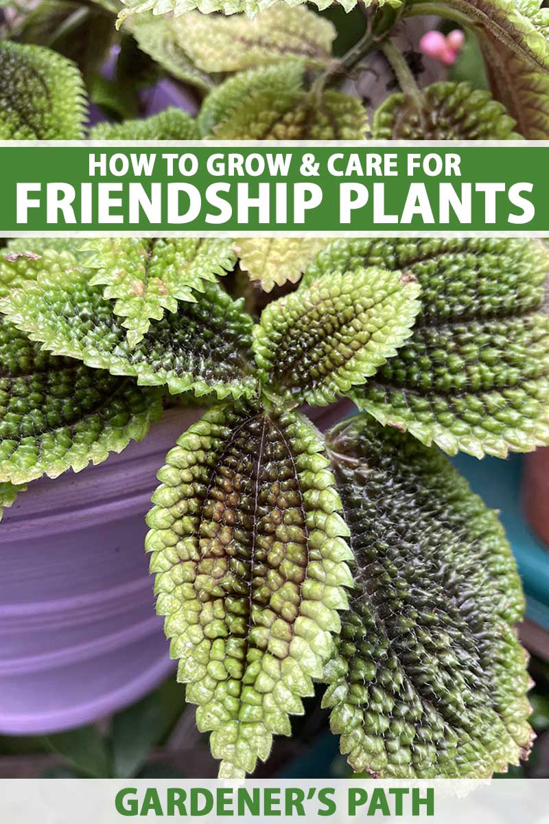 A vertical shot of the green and black leaves of a Pilea involucrata plant growing over a lightly-colored container, with green and white text superimposed over the top and bottom of the image.