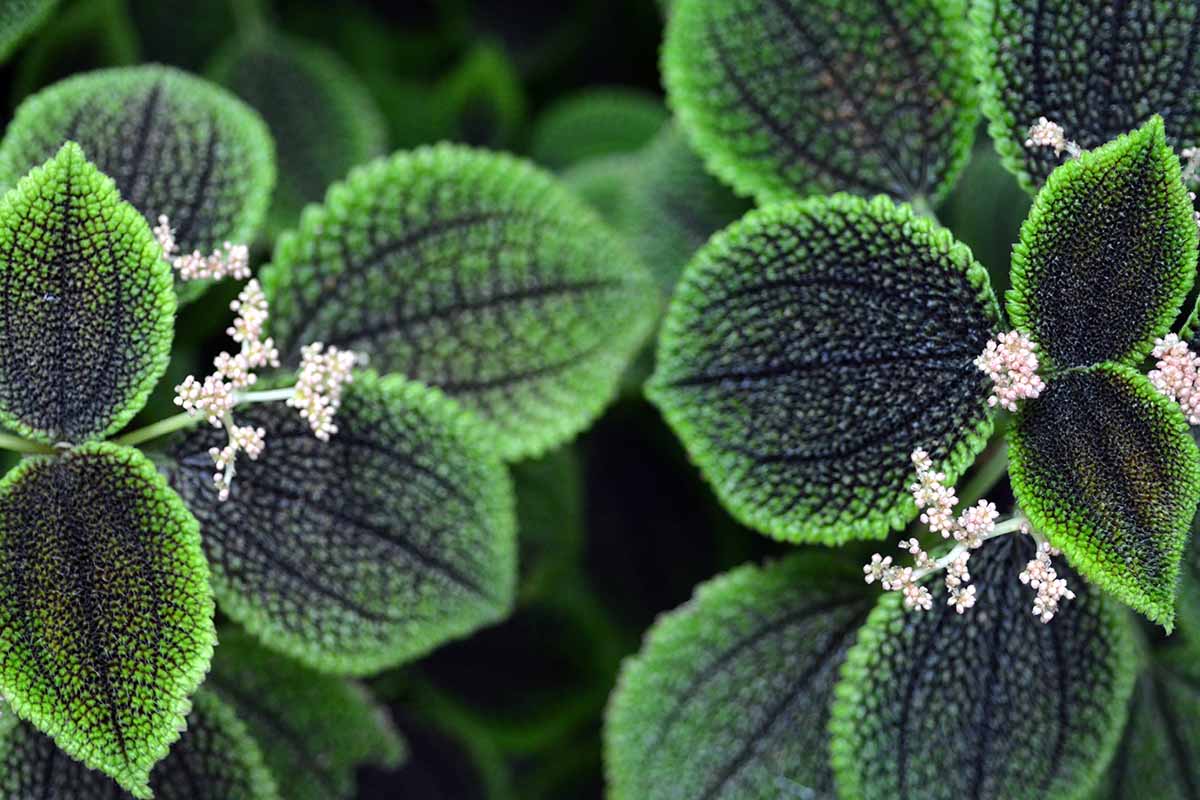 A horizontal shot from overhead of the green leaves and pink flowers of friendship plants growing outdoors.