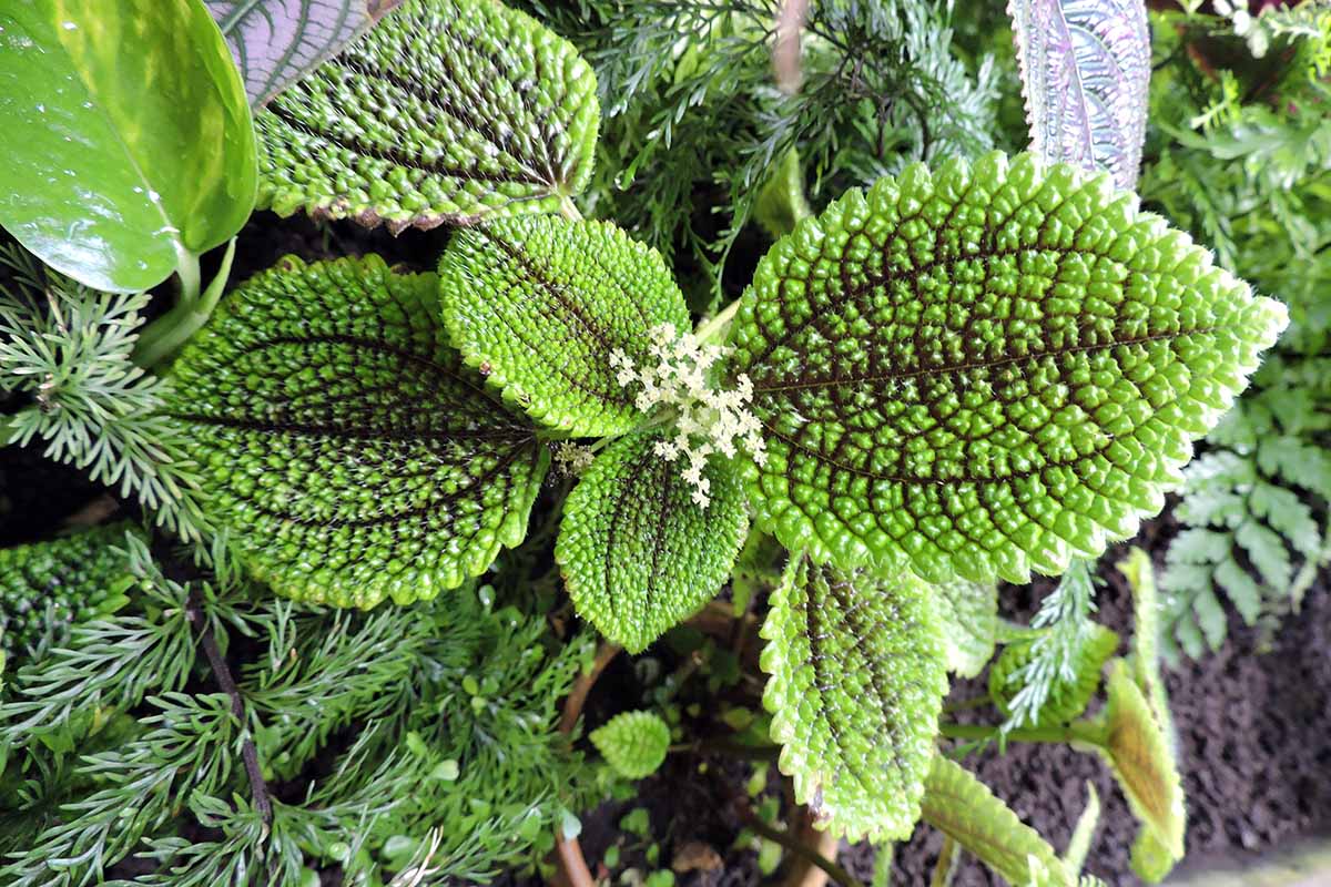 A horizontal close-up of a friendship plant\'s green leaves with brown veins and small white flowers growing among other specimens outdoors.