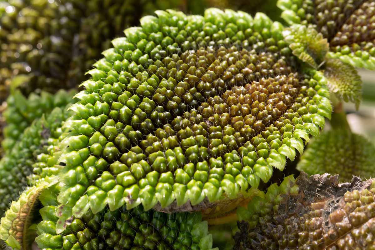 A horizontal closeup of the green and brown leaves of a friendship plant leaf, gently kissed by outdoor sun.