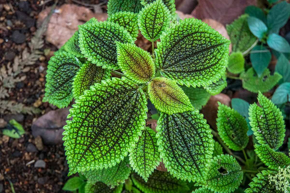 A horizontal overhead shot of the green and black leaves of a friendship plant growing outdoors in dirt and detritus among other specimens.