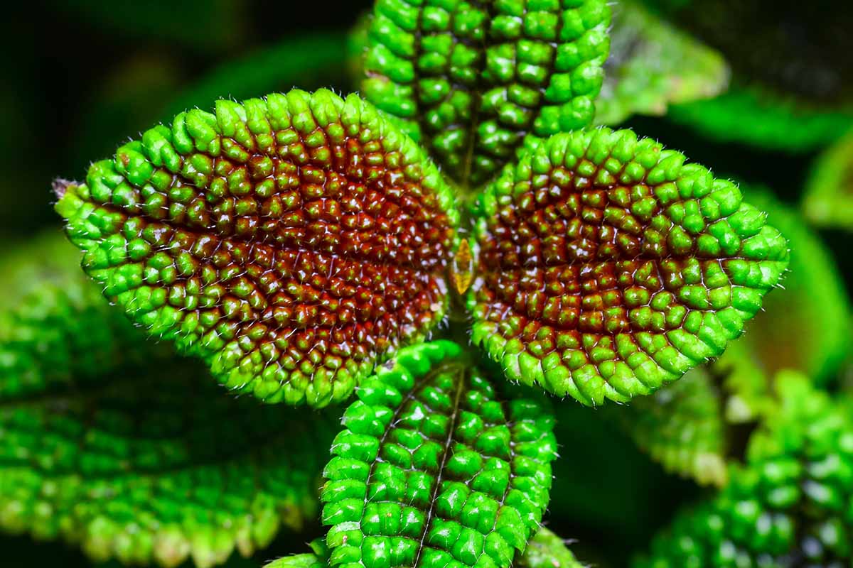 A horizontal image taken from overhead of the bright green and red leaves of a friendship plant growing outdoors in a botanical garden.