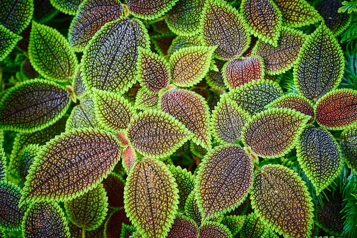 A horizontal overhead image of the vibrantly green, red, purple, and/or coppery leaves of friendship plants growing in a clump.