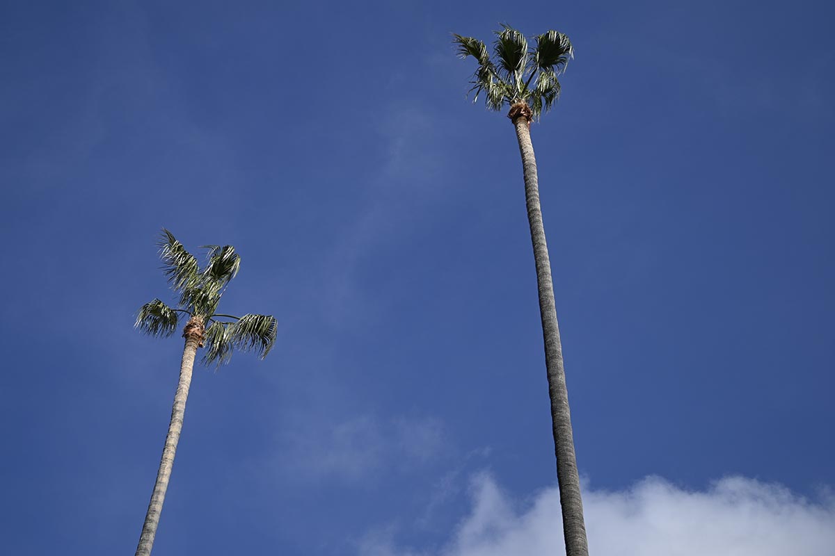 A horizontal image of the top of two enormous Washingtonia robusta trees pictured on a blue sky background.