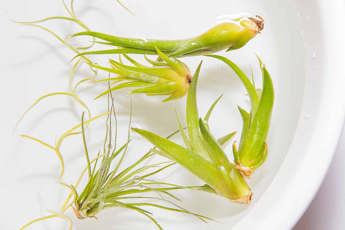 A horizontal shot of three bright green air plants soaking in water in a white bowl.