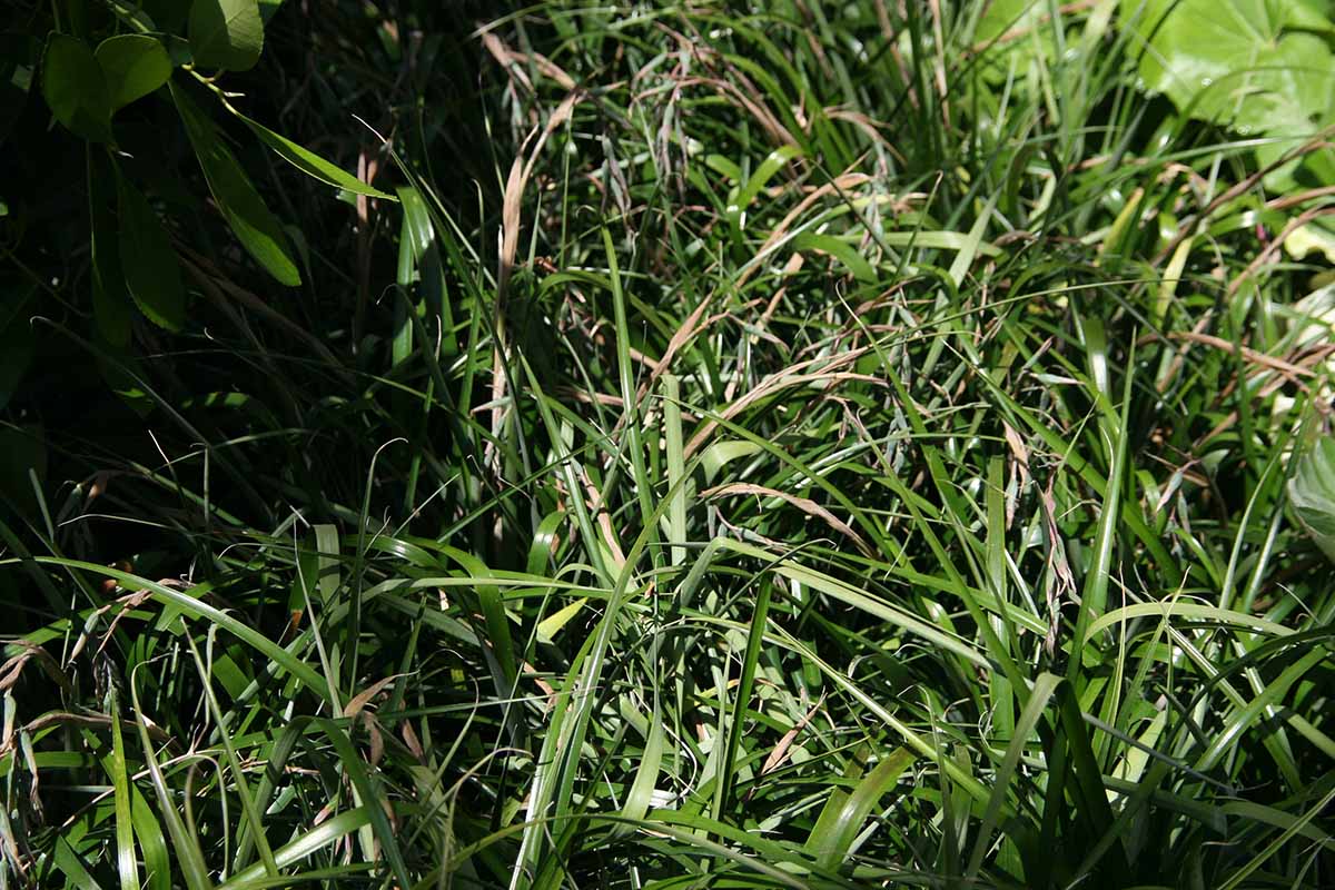 A horizontal close up of a Billibergia nutans shot from above growing in a garden.