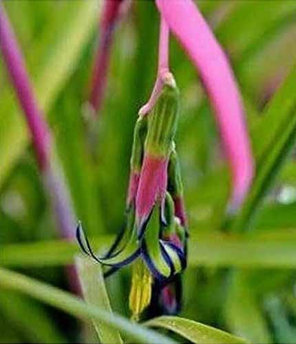 A vertical close up of a queen\'s tears flower in focus in the center of the frame with the plant foliage out of focus in the background.