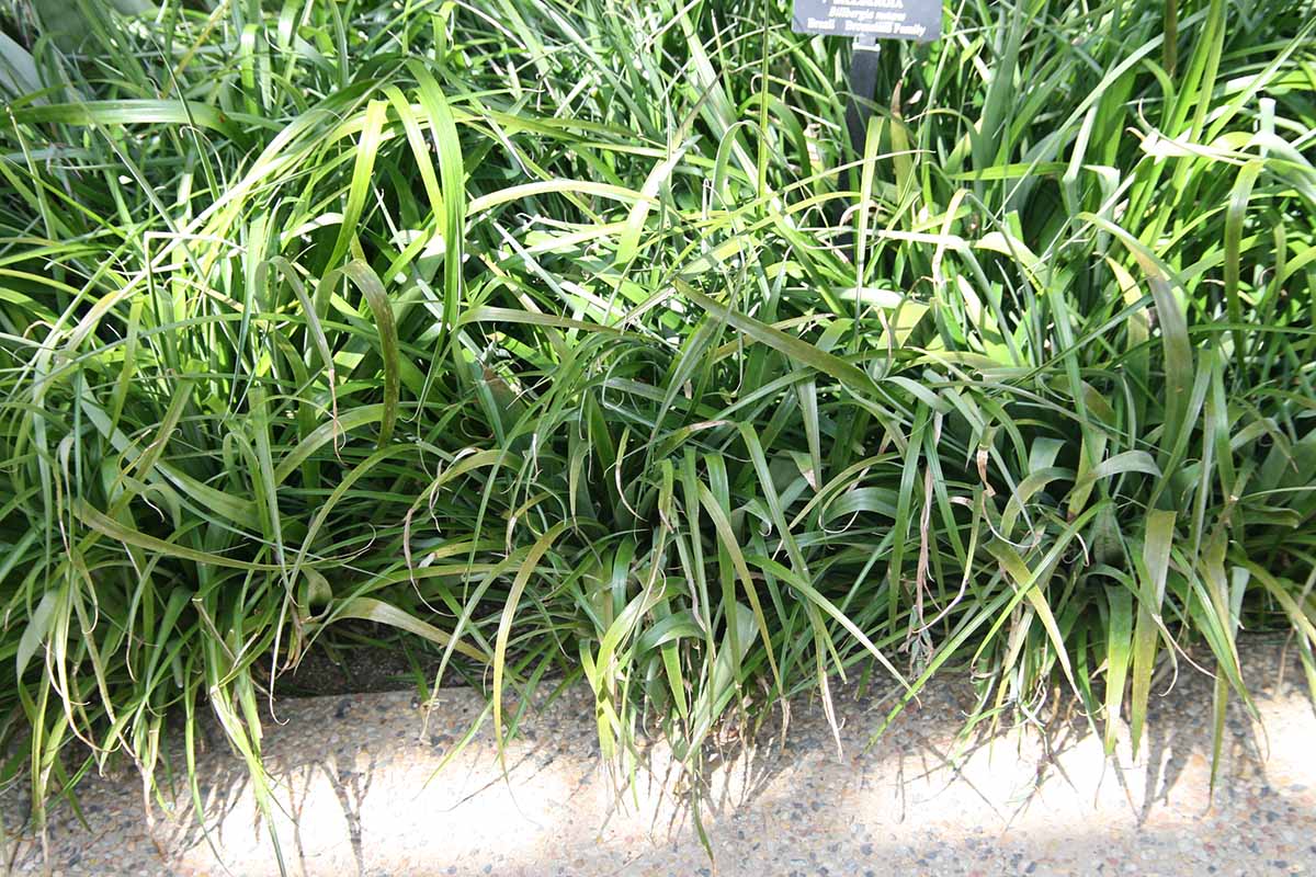 A horizontal shot of a garden border with queen\'s tears bromeliads growing along the edge of the border.