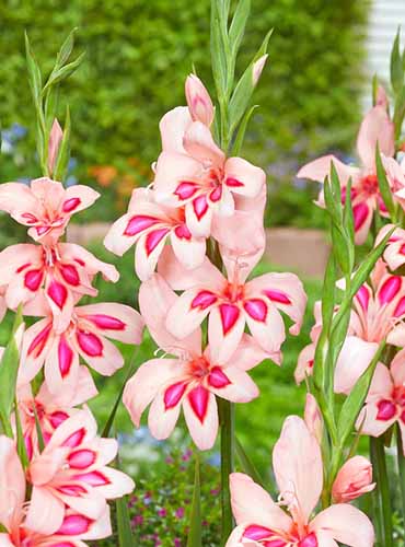 A close up of \'Impressive\' pink bicolored gladiolus flowers growing in the garden.