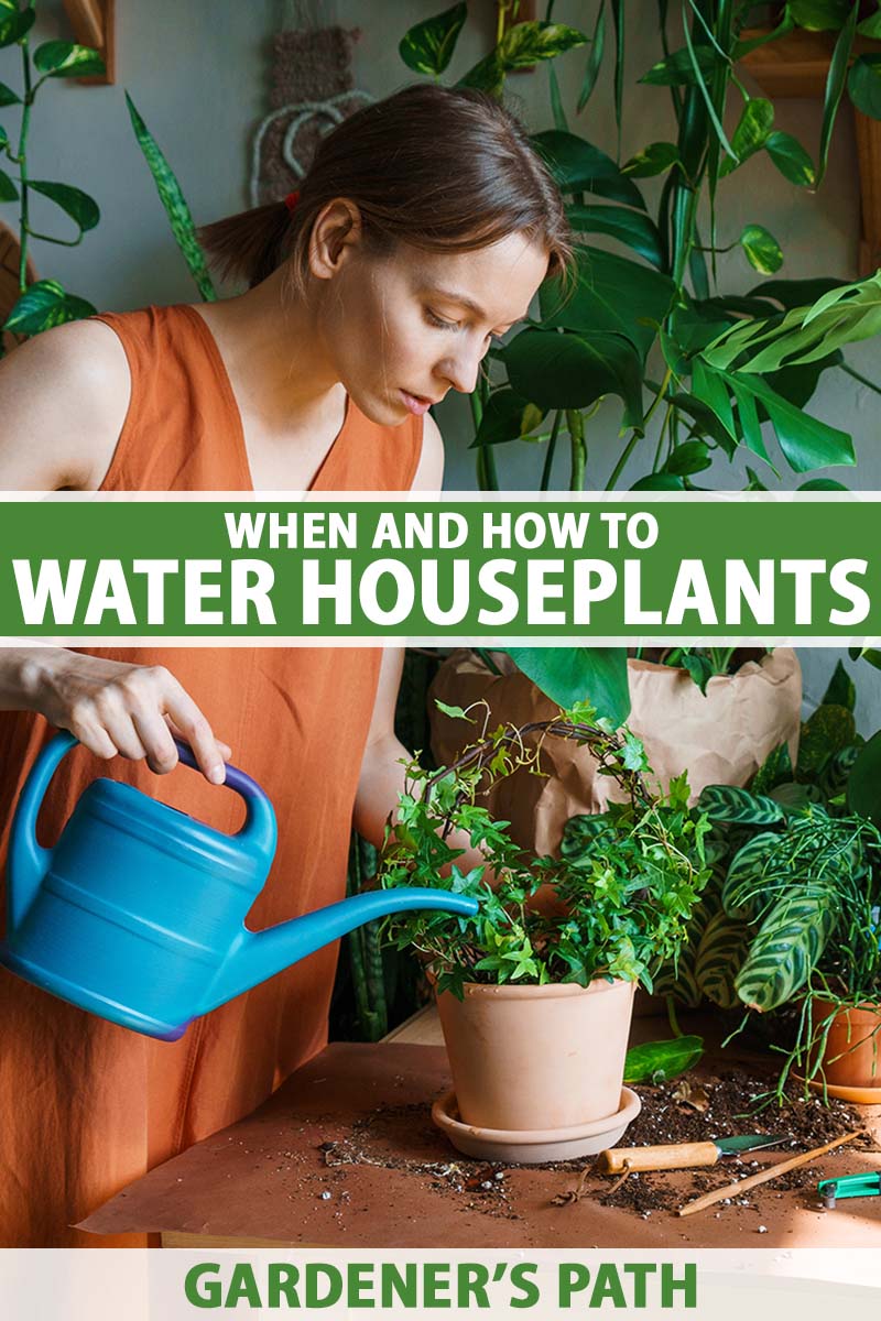 A vertical shot of a woman in a rust colored tunic watering houseplants with a light blue watering can. Green and white text runs across the center and bottom of the frame.