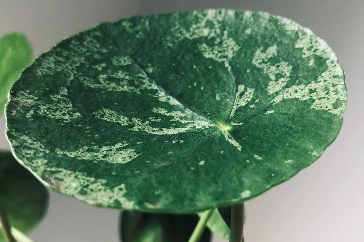 A close up horizontal image of the variegated foliage of a Pilea peperomioides \'Mojito\' pictured on a soft focus background.