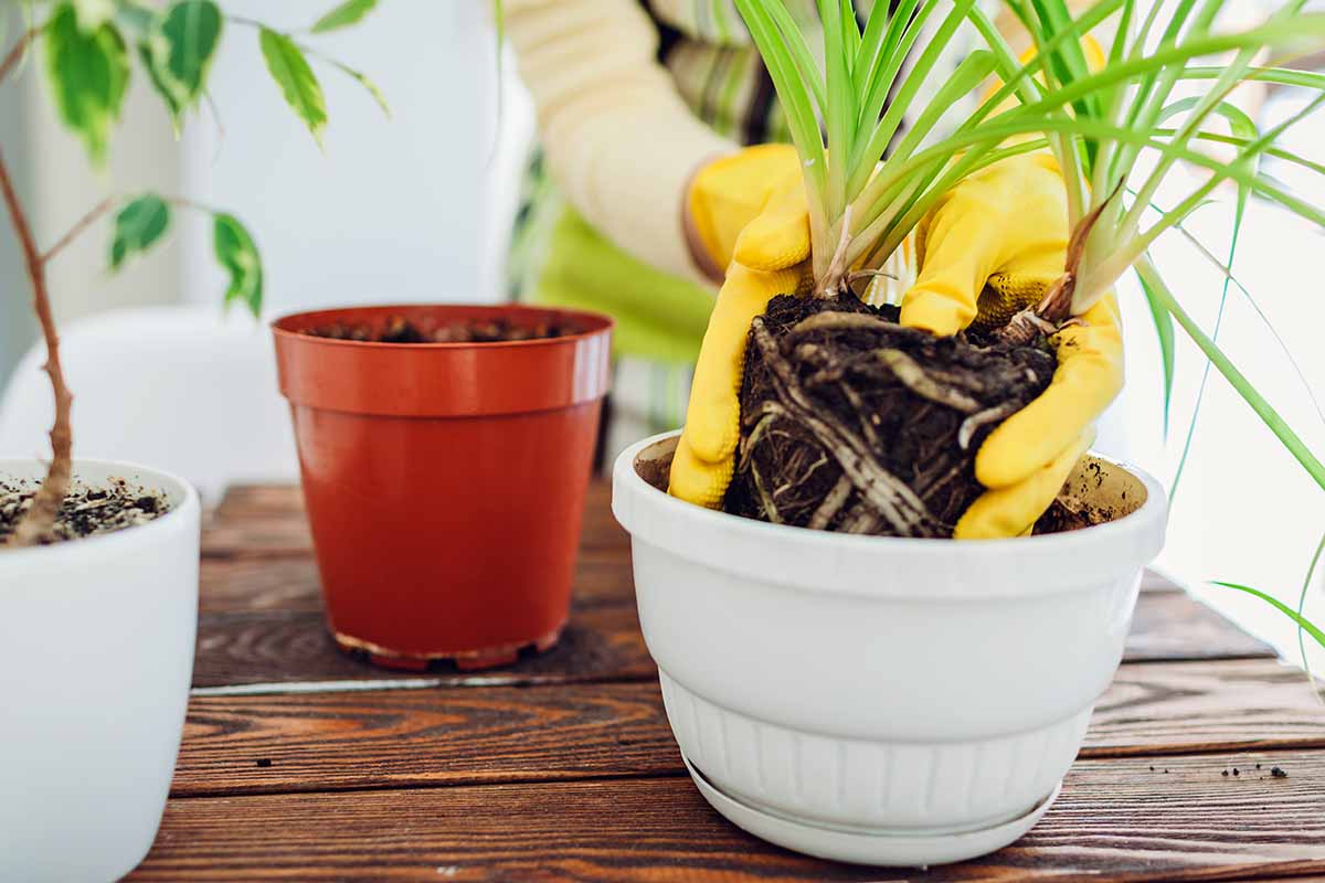 A close up horizontal image of a gardener wearing yellow gloves planting a houseplant division.