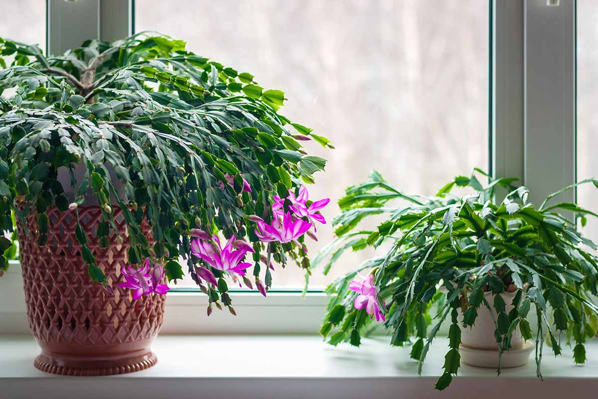 A close up horizontal image of two holiday cacti growing in decorative pots on a windowsill.