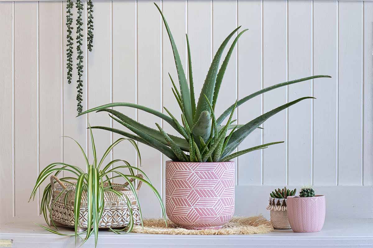 A close up horizontal image of a collection of houseplants in decorative pots.