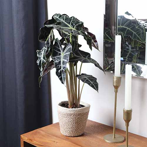 A square image of an alocasia \'Polly\' growing in a decorative pot set on a side table indoors.