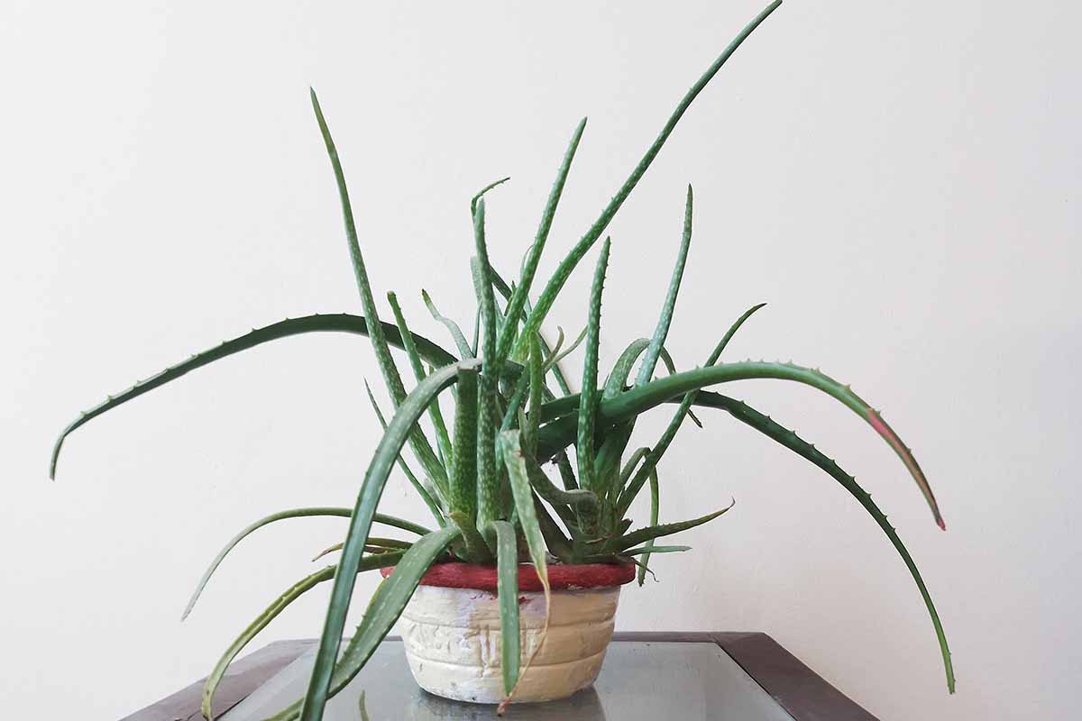 A close up horizontal image of an aloe vera plant growing in a small pot indoors. The plant looks a bit overgrown and scruffy.