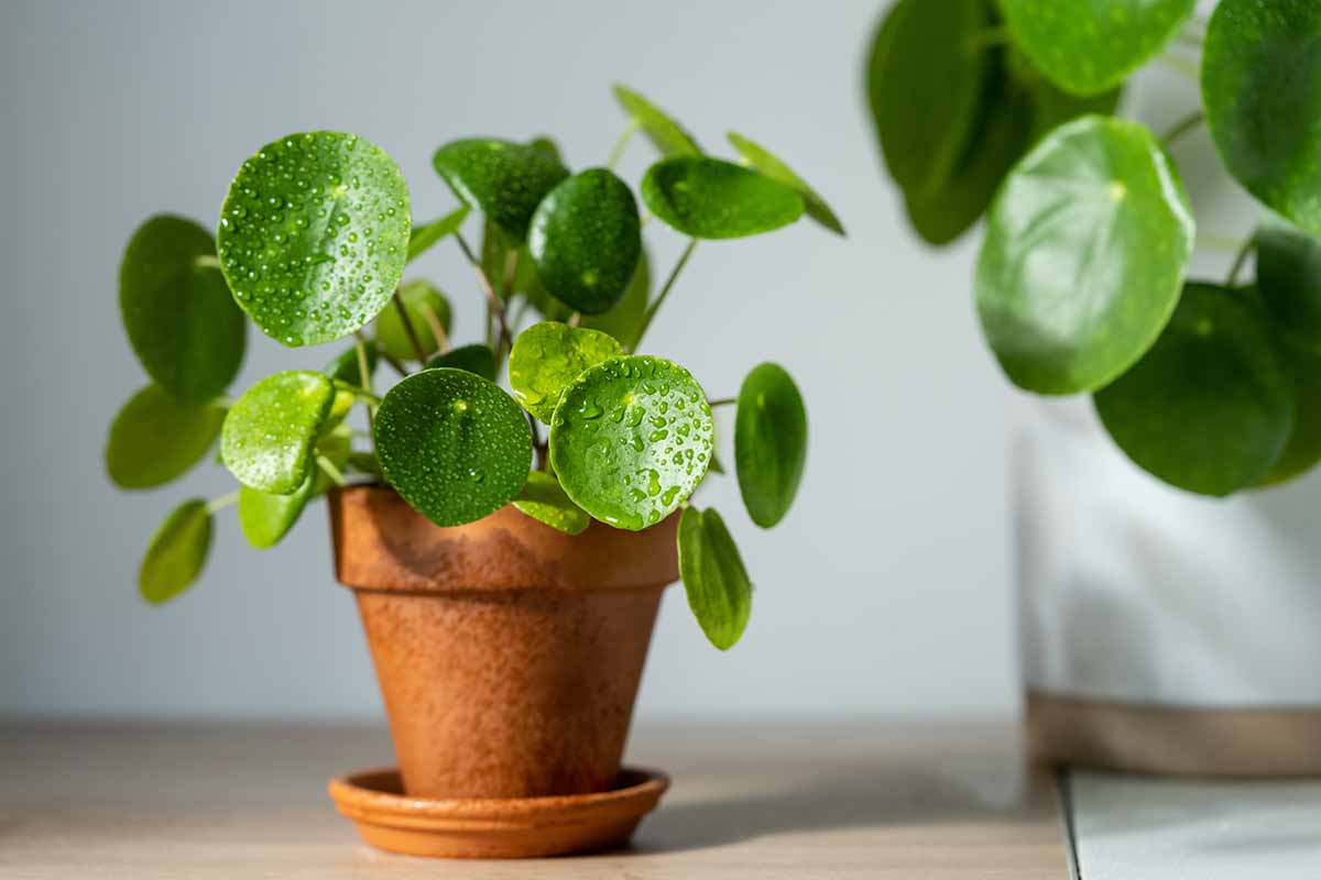 A close up horizontal image of a Chinese money plant with droplets of water on the leaves growing in a small terra cotta pot.