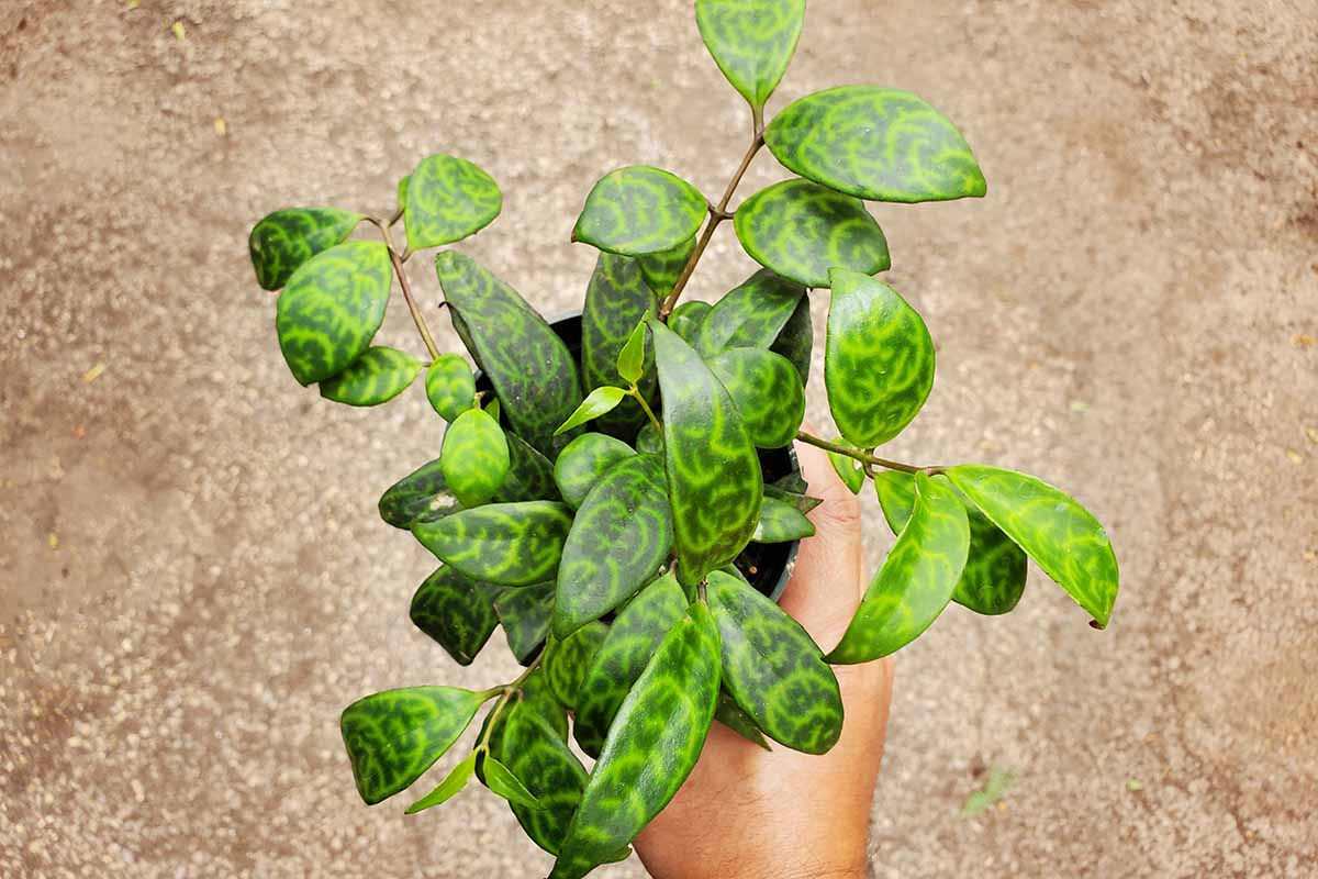 A close up horizontal image of a hand from the bottom of the frame holding up a potted lipstick vine plant.