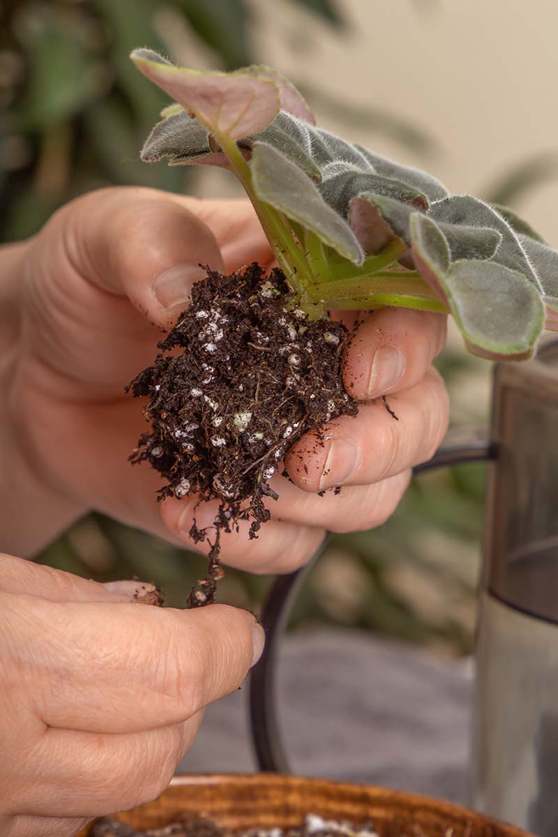 A close up vertical image of a gardener\'s hands cleaning the root ball of a recently divided African violet offset.