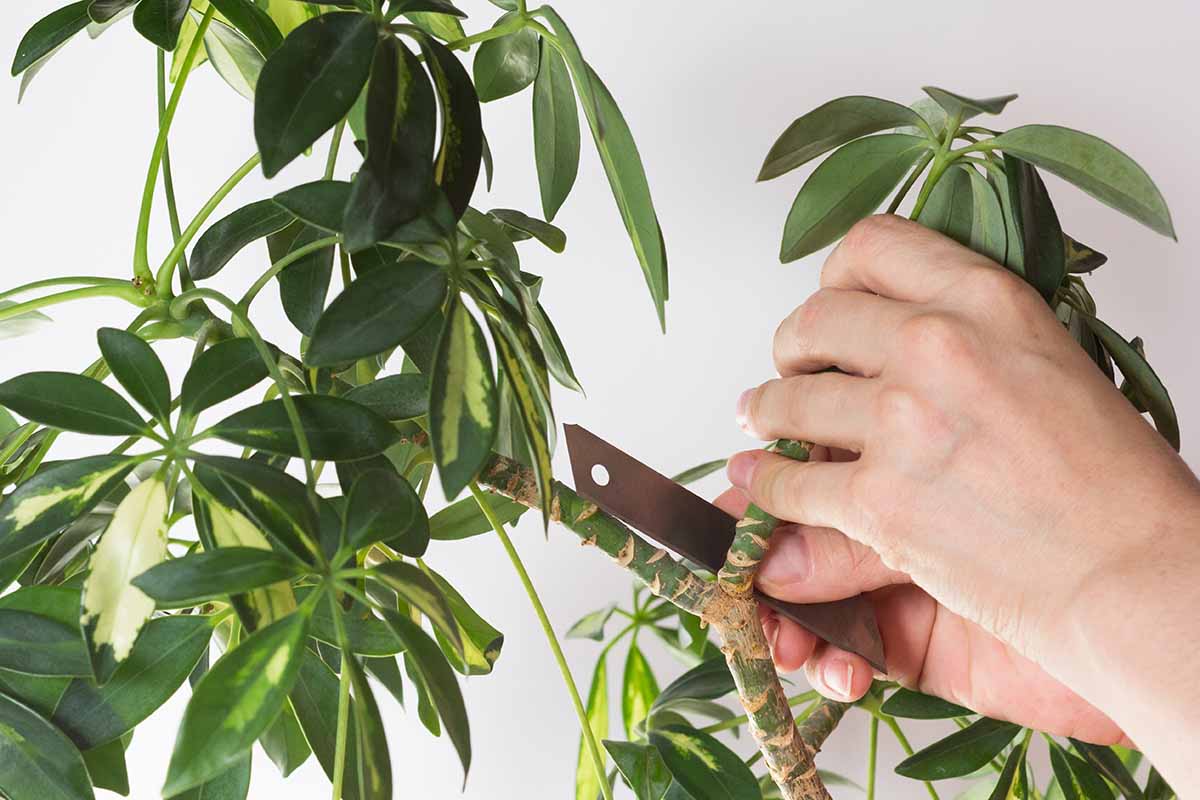 A horizontal close up of a woman\'s hand cutting branch from stem of Schefflera arboricola or dwarf umbrella tree on a white background.