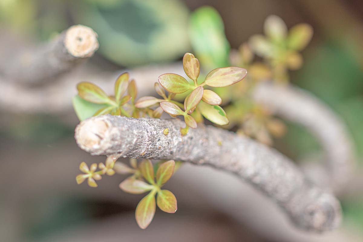 A horizontal close up of fresh baby green leaves of dwarf umbrella tree (Schefflera Arboricola).