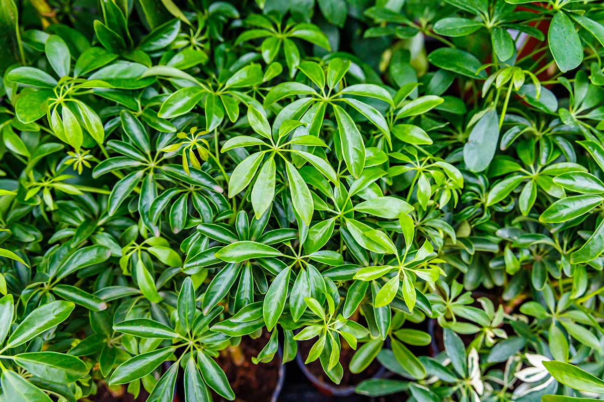 A horizontal close up of an umbrella plant in a pot outdoors.