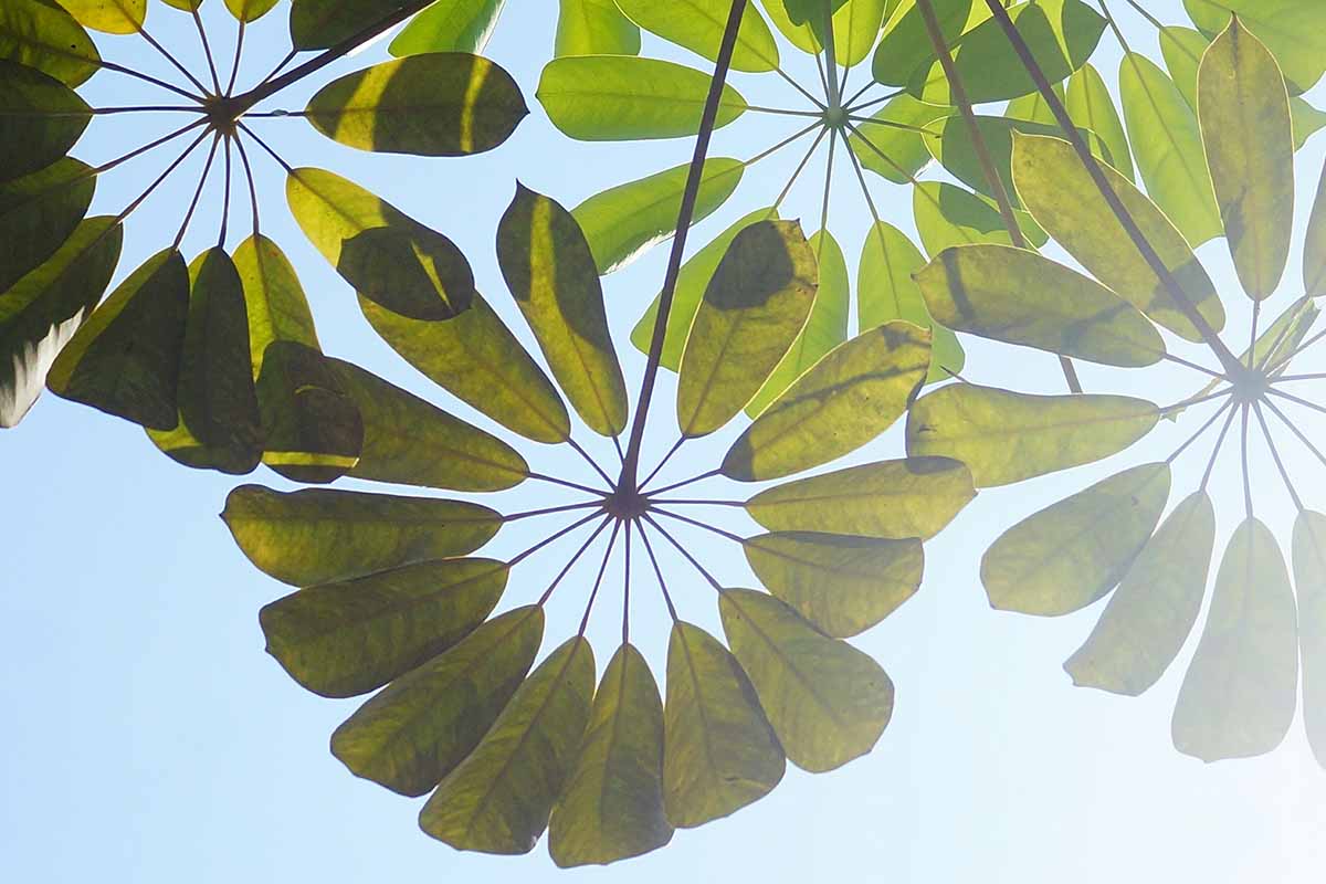 A horizontal photo shot from below an umbrella tree (Schefflera actinophylla) looking up through the foliage with a bright blue, sunny sky behind the leaves.