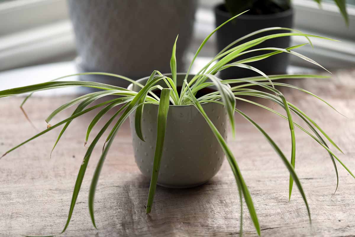 A horizontal image of a small spider plant that has started to wilt, growing in a decorative pot, set on a wooden surface.